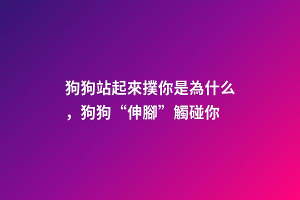 狗狗站起來撲你是為什么，狗狗“伸腳”觸碰你-第1張-觀點-玄機派