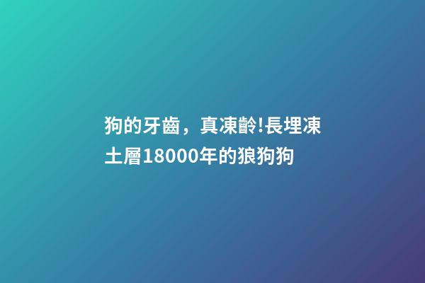 狗的牙齒，真凍齡!長埋凍土層18000年的狼狗狗-第1張-觀點-玄機派