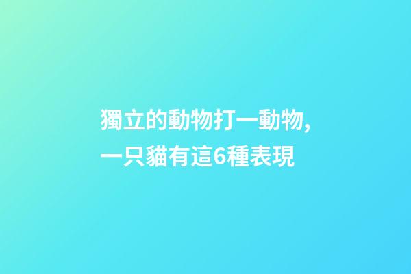 獨立的動物打一動物,一只貓有這6種表現-第1張-觀點-玄機派
