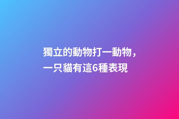 獨立的動物打一動物，一只貓有這6種表現-第1張-觀點-玄機派