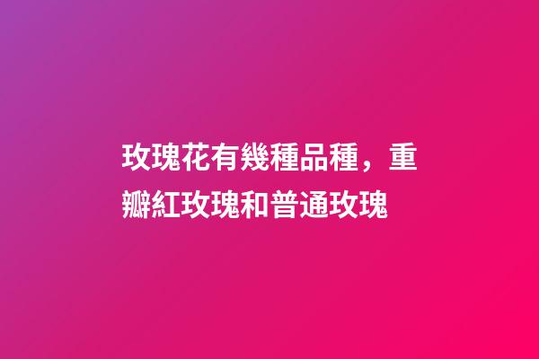 玫瑰花有幾種品種，重瓣紅玫瑰和普通玫瑰-第1張-觀點(diǎn)-玄機(jī)派