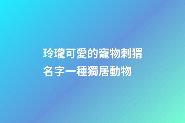 玲瓏可愛的寵物刺猬名字一種獨居動物