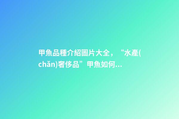 甲魚品種介紹圖片大全，“水產(chǎn)奢侈品”甲魚如何挑選-第1張-觀點-玄機派