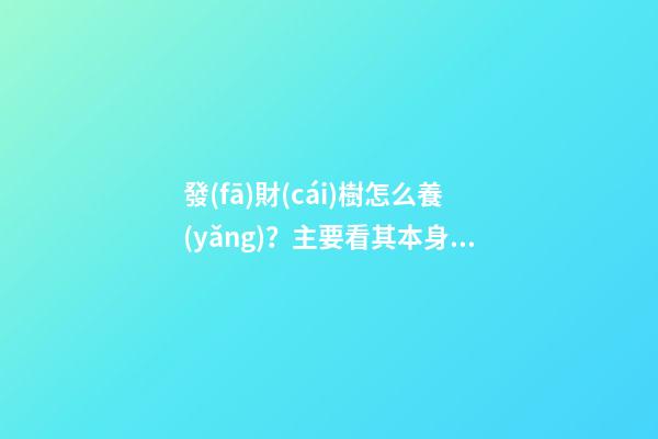 發(fā)財(cái)樹怎么養(yǎng)？主要看其本身特性！