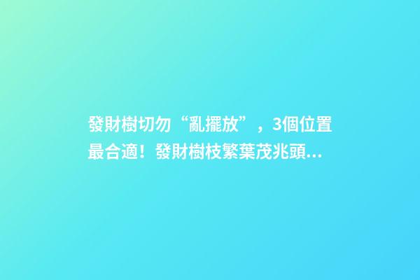 發財樹切勿“亂擺放”，3個位置最合適！發財樹枝繁葉茂兆頭好