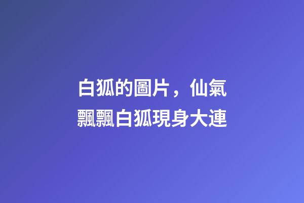 白狐的圖片，仙氣飄飄白狐現身大連-第1張-觀點-玄機派