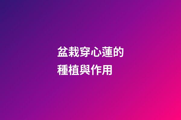 盆栽穿心蓮的種植與作用