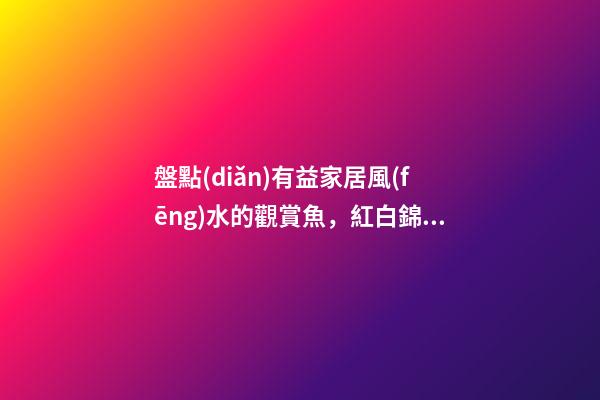 盤點(diǎn)有益家居風(fēng)水的觀賞魚，紅白錦鯉能旺財(cái)