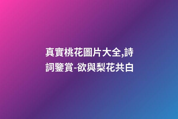 真實桃花圖片大全,詩詞鑒賞-欲與梨花共白-第1張-觀點-玄機派