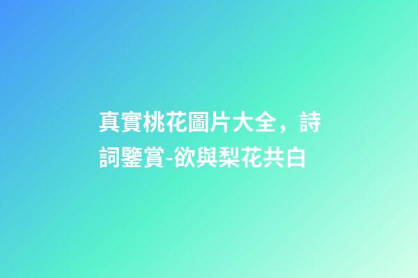 真實桃花圖片大全，詩詞鑒賞-欲與梨花共白-第1張-觀點-玄機派
