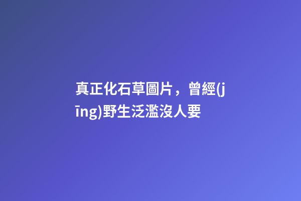 真正化石草圖片，曾經(jīng)野生泛濫沒人要-第1張-觀點(diǎn)-玄機(jī)派