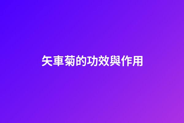 矢車菊的功效與作用
