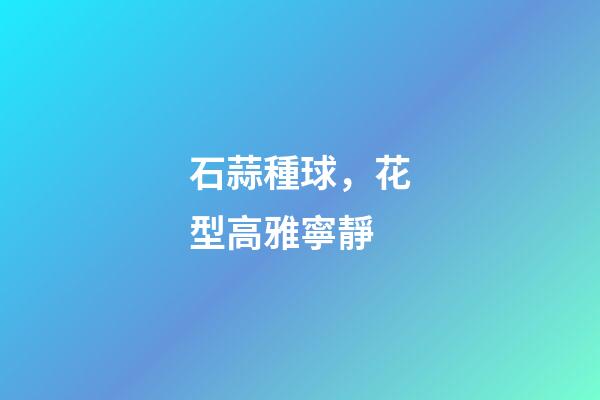 石蒜種球，花型高雅寧靜-第1張-觀點-玄機派