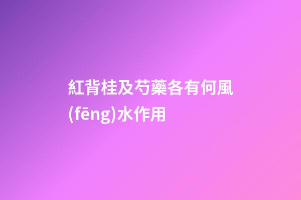 紅背桂及芍藥各有何風(fēng)水作用?