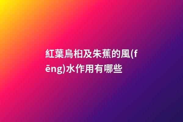 紅葉烏桕及朱蕉的風(fēng)水作用有哪些?
