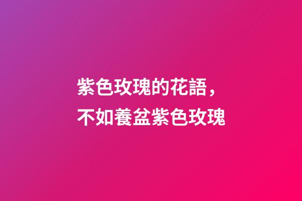 紫色玫瑰的花語，不如養盆紫色玫瑰-第1張-觀點-玄機派