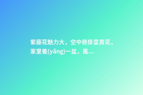 紫藤花魅力大，空中懸掛富貴花，家里養(yǎng)一盆，風水保家