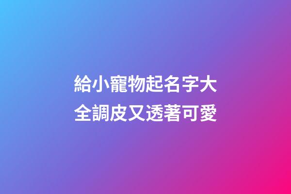 給小寵物起名字大全調皮又透著可愛