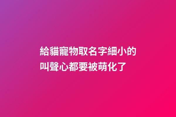 給貓寵物取名字細小的叫聲心都要被萌化了