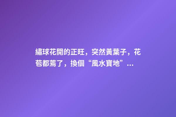 繡球花開的正旺，突然黃葉子，花苞都蔫了，換個“風水寶地”養(yǎng)