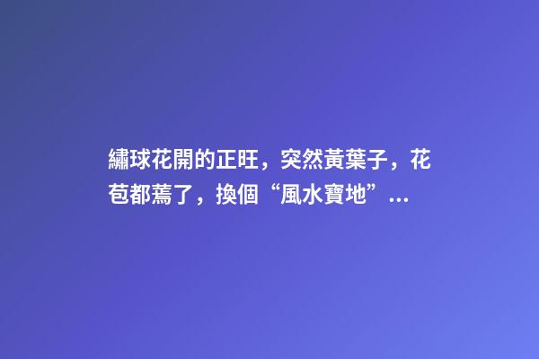 繡球花開的正旺，突然黃葉子，花苞都蔫了，換個“風水寶地”養