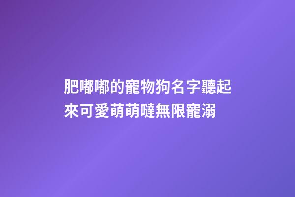 肥嘟嘟的寵物狗名字聽起來可愛萌萌噠無限寵溺
