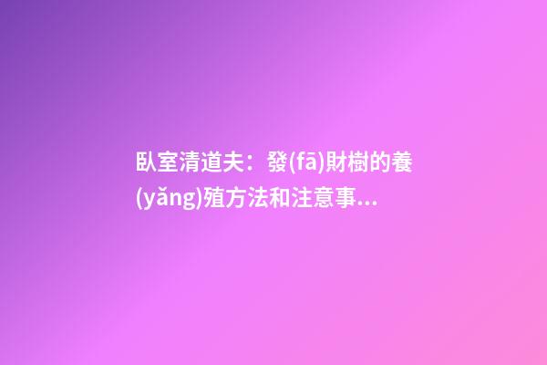 臥室清道夫：發(fā)財樹的養(yǎng)殖方法和注意事項