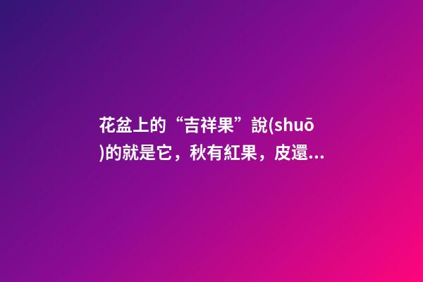 花盆上的“吉祥果”說(shuō)的就是它，秋有紅果，皮還實(shí)