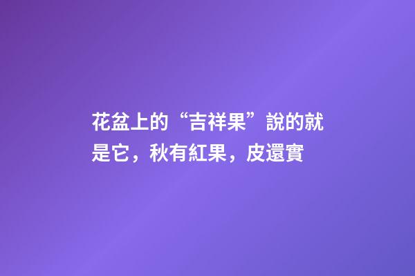 花盆上的“吉祥果”說的就是它，秋有紅果，皮還實