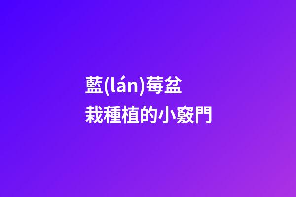 藍(lán)莓盆栽種植的小竅門