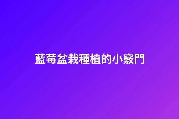 藍莓盆栽種植的小竅門