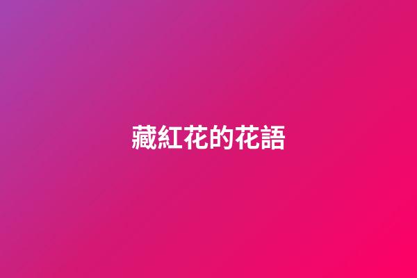 藏紅花的花語