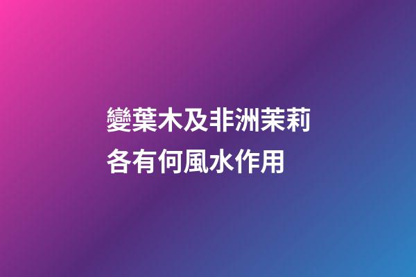 變葉木及非洲茉莉各有何風水作用?