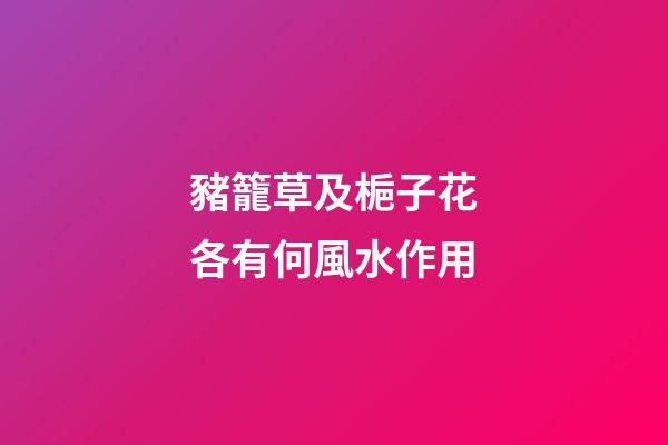 豬籠草及梔子花各有何風水作用?