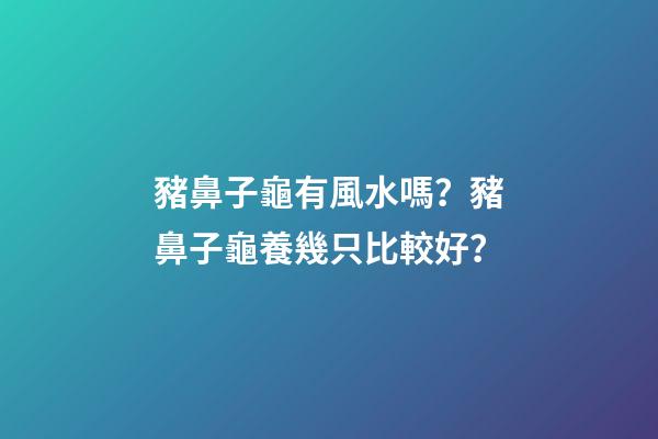 豬鼻子龜有風水嗎？豬鼻子龜養幾只比較好？