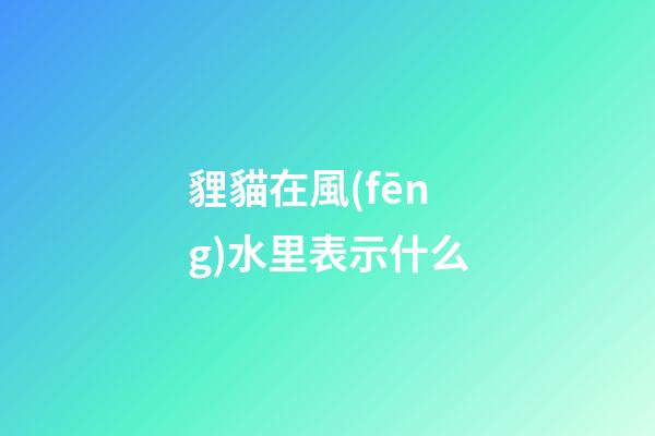 貍貓在風(fēng)水里表示什么
