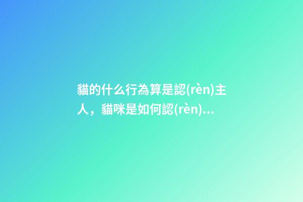 貓的什么行為算是認(rèn)主人，貓咪是如何認(rèn)出主人的-第1張-觀點-玄機派