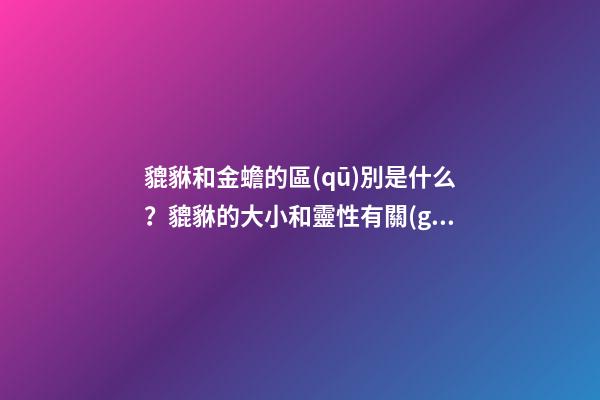 貔貅和金蟾的區(qū)別是什么？貔貅的大小和靈性有關(guān)系嗎？