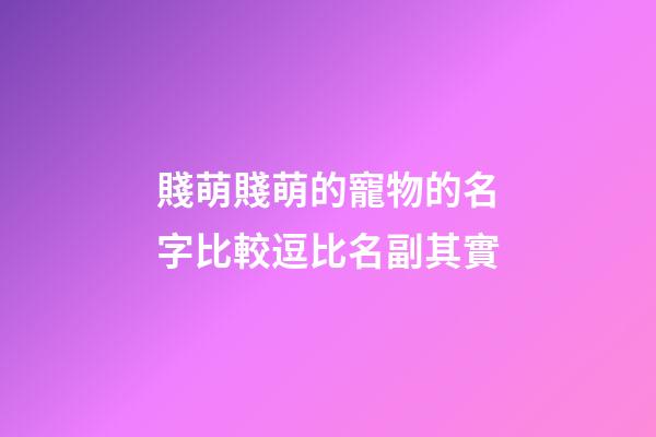 賤萌賤萌的寵物的名字比較逗比名副其實