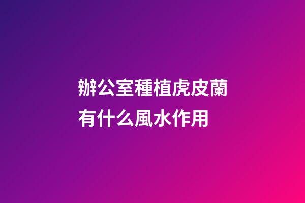 辦公室種植虎皮蘭有什么風水作用
