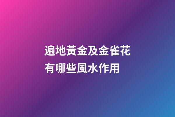 遍地黃金及金雀花有哪些風水作用?
