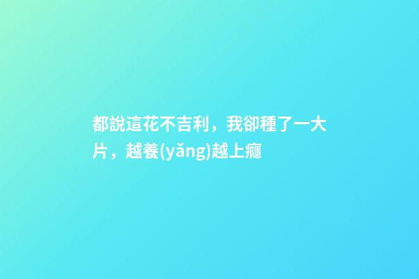 都說這花不吉利，我卻種了一大片，越養(yǎng)越上癮