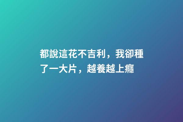 都說這花不吉利，我卻種了一大片，越養越上癮