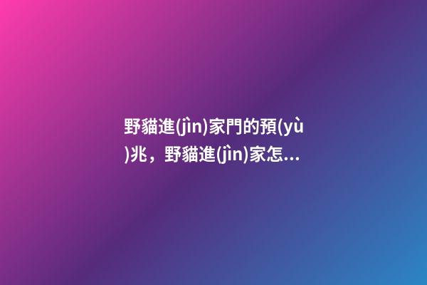 野貓進(jìn)家門的預(yù)兆，野貓進(jìn)家怎么辦