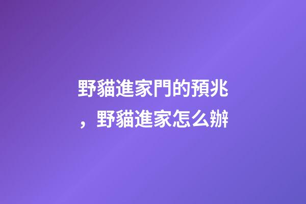 野貓進家門的預兆，野貓進家怎么辦