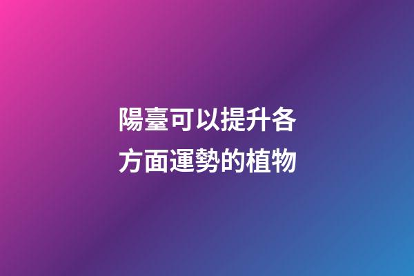 陽臺可以提升各方面運勢的植物