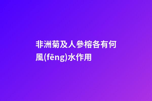非洲菊及人參榕各有何風(fēng)水作用?