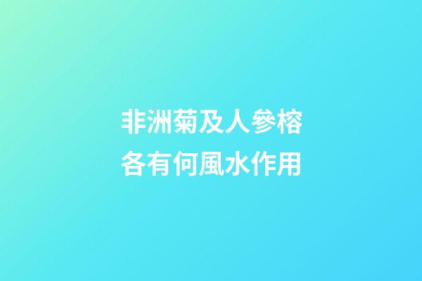 非洲菊及人參榕各有何風水作用?