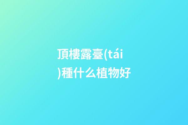 頂樓露臺(tái)種什么植物好