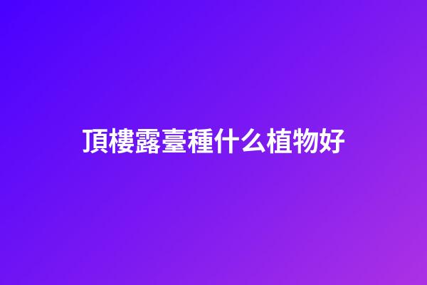 頂樓露臺種什么植物好